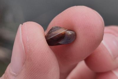 <i>Hygromia cinctella</i>