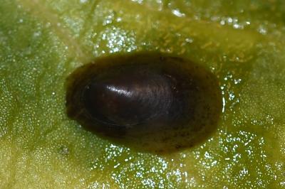 <i>Ancylus fluviatilis</i>