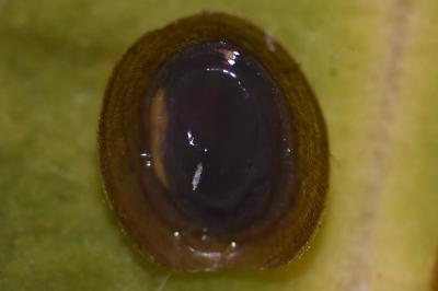 <i>Ancylus fluviatilis</i>