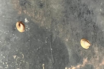 <i>Ancylus fluviatilis</i>