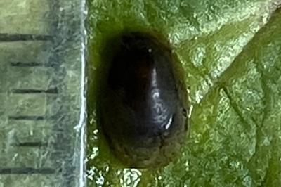 <i>Acroloxus lacustris</i>