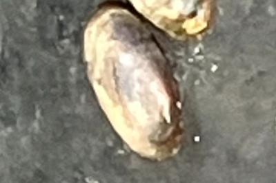 <i>Acroloxus lacustris</i>
