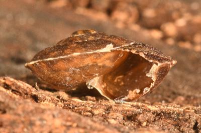 <i>Helicigona lapicida</i>