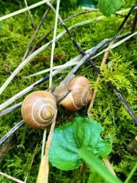 <i>Cepaea nemoralis</i>