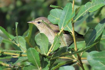Phylloscopus collybita