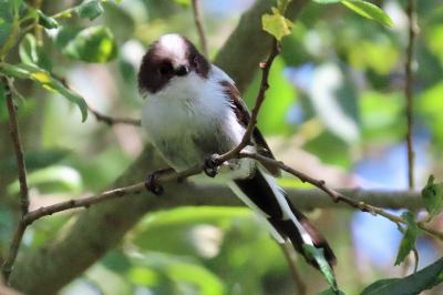 Aegithalos caudatus
