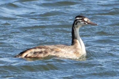Podiceps cristatus