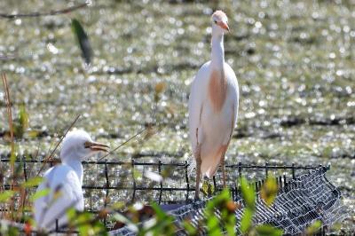 Bubulcus ibis