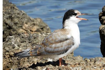 Sterna hirundo