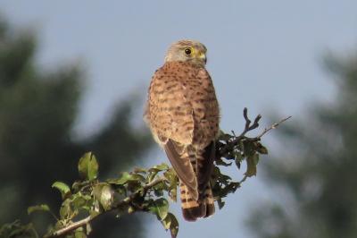 Falco tinnunculus