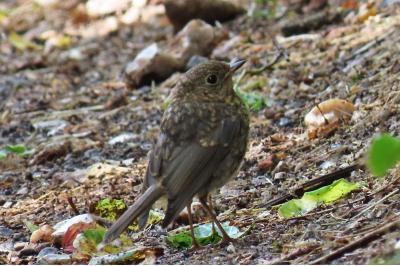 Erithacus rubecula