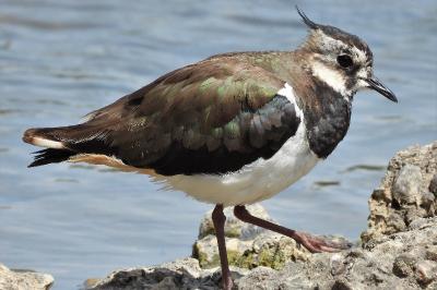 Vanellus vanellus