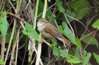 Acrocephalus scirpaceus