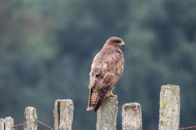 Buteo buteo