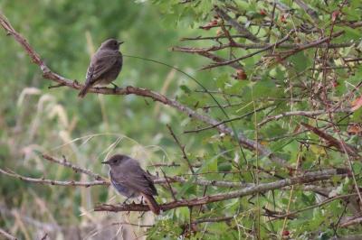 Phoenicurus ochruros