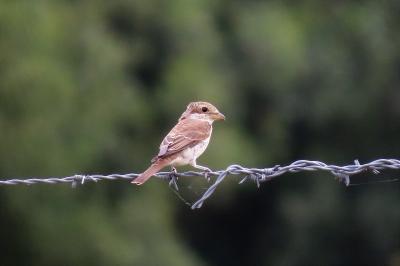 Lanius collurio