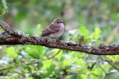 Muscicapa striata