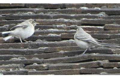 Motacilla alba
