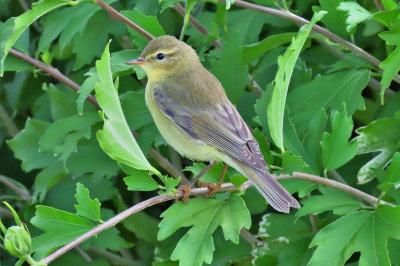 Phylloscopus trochilus