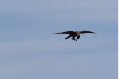 Falco subbuteo