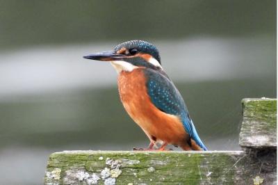 Alcedo atthis