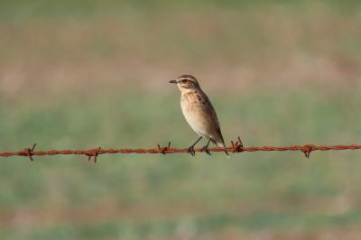 Saxicola rubetra