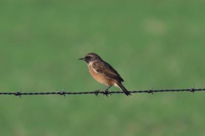 Saxicola rubicola