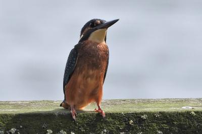 Alcedo atthis