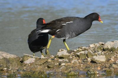 Gallinula chloropus
