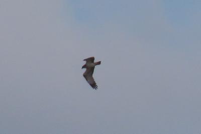 Pandion haliaetus