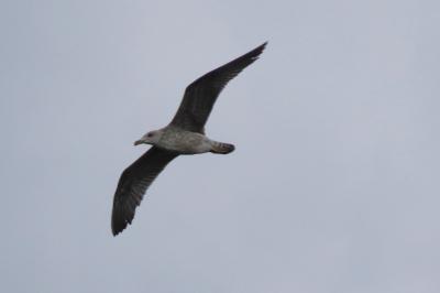 Larus michahellis
