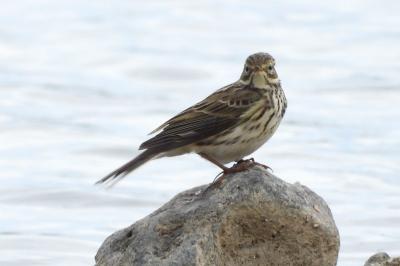 Anthus pratensis