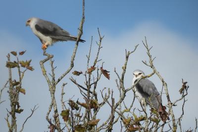 Elanus caeruleus