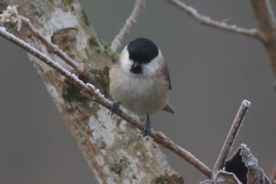 Poecile palustris