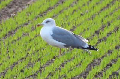 Larus michahellis