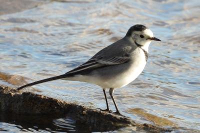 Motacilla alba