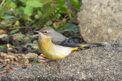Motacilla cinerea