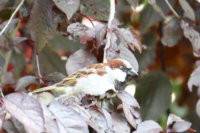 Passer domesticus