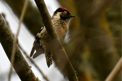 Dendrocopos minor