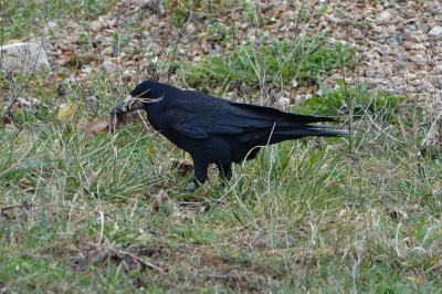Corvus frugilegus