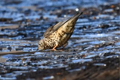 Turdus viscivorus
