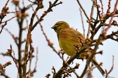 Emberiza cirlus