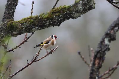Carduelis carduelis