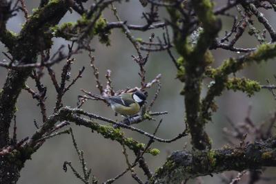 Parus major
