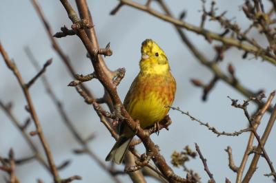 Emberiza citrinella