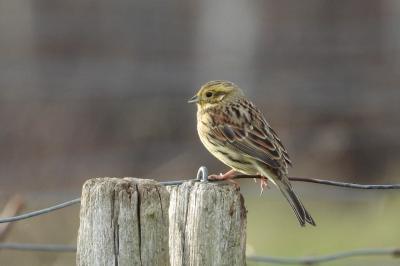 Emberiza citrinella