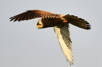 Falco tinnunculus