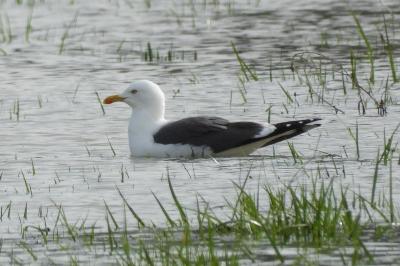 Larus fuscus