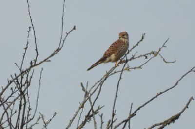 Falco tinnunculus