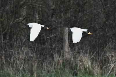 Egretta garzetta